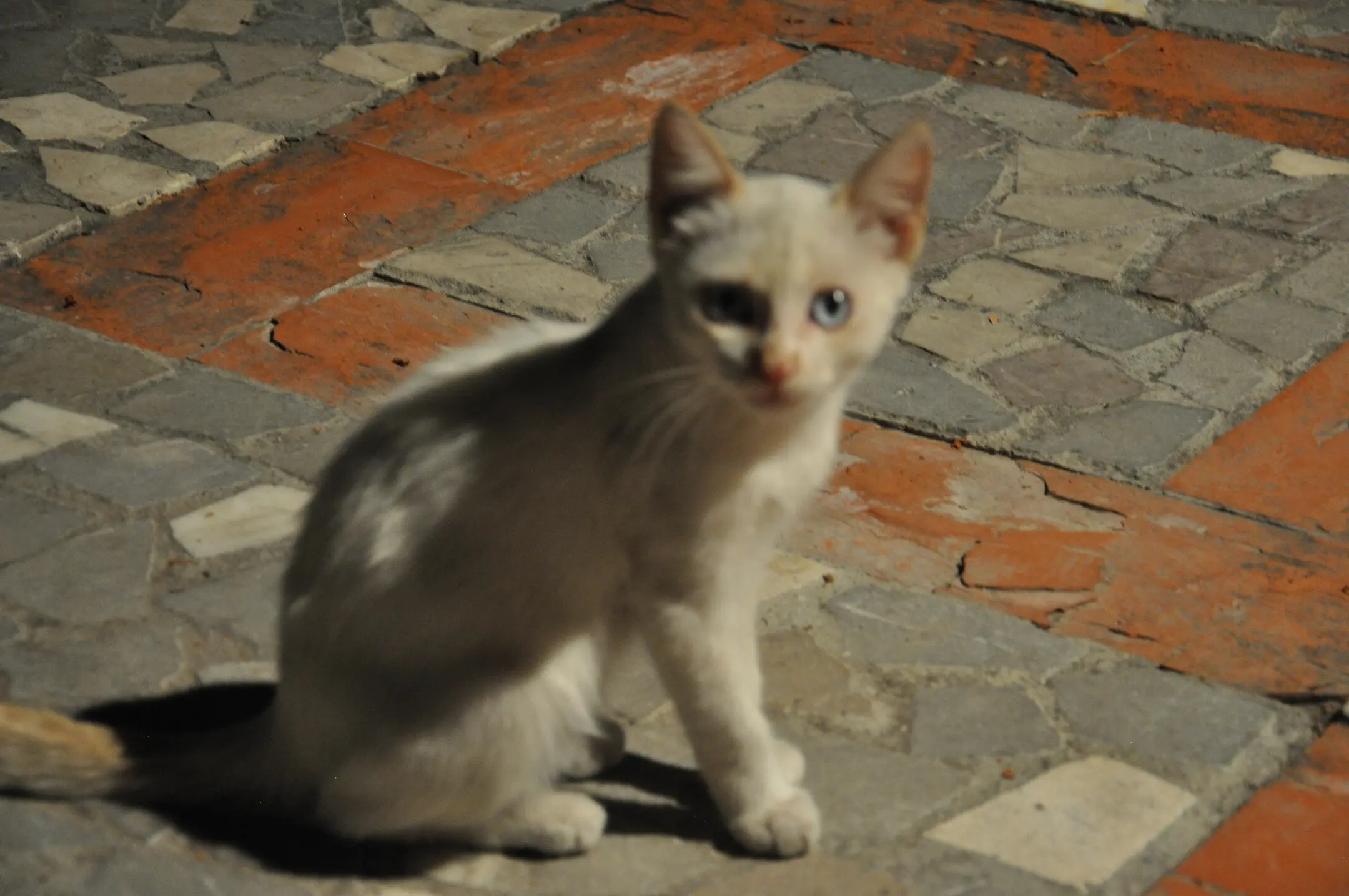 cat(0.87)