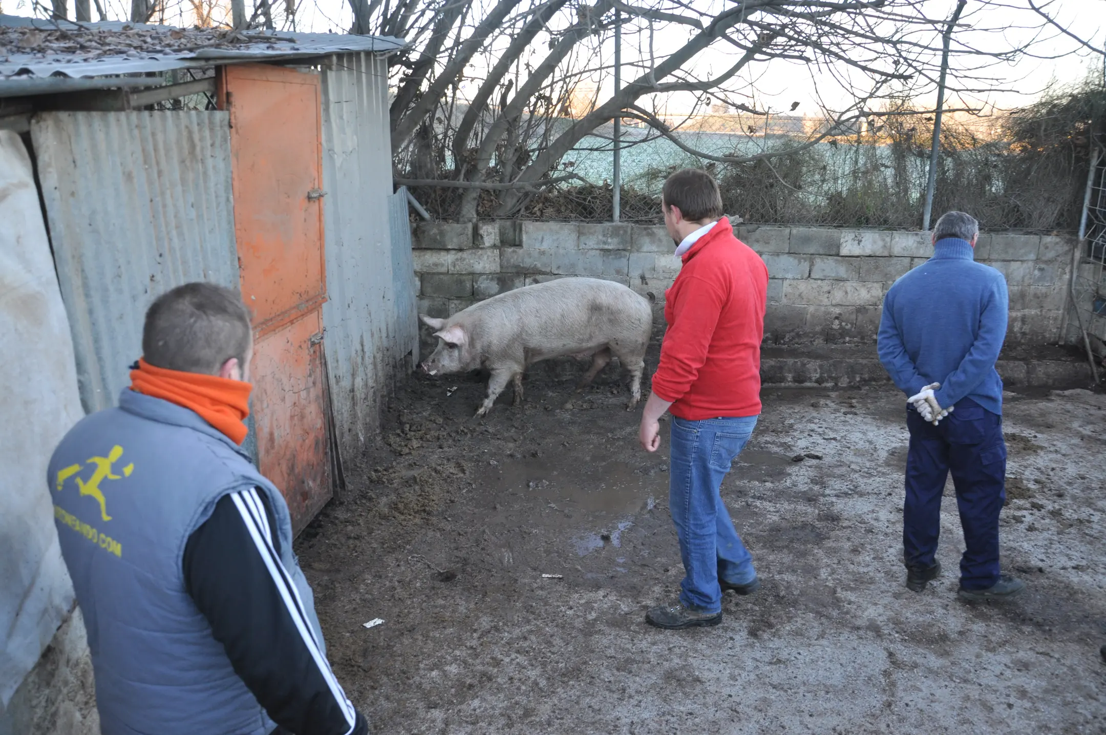 person(0.93), person(0.92), person(0.91), sheep(0.87)