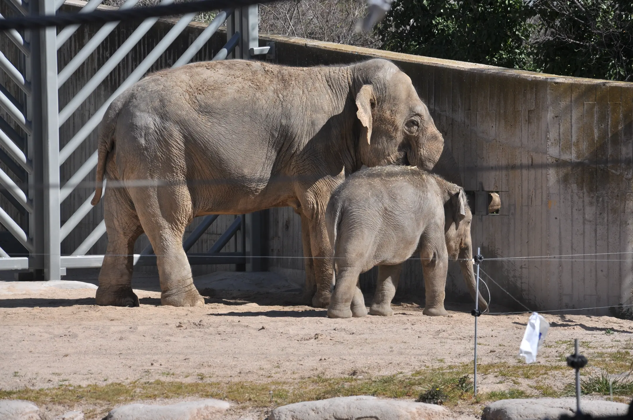 elephant(0.88), elephant(0.87), bird(0.58)