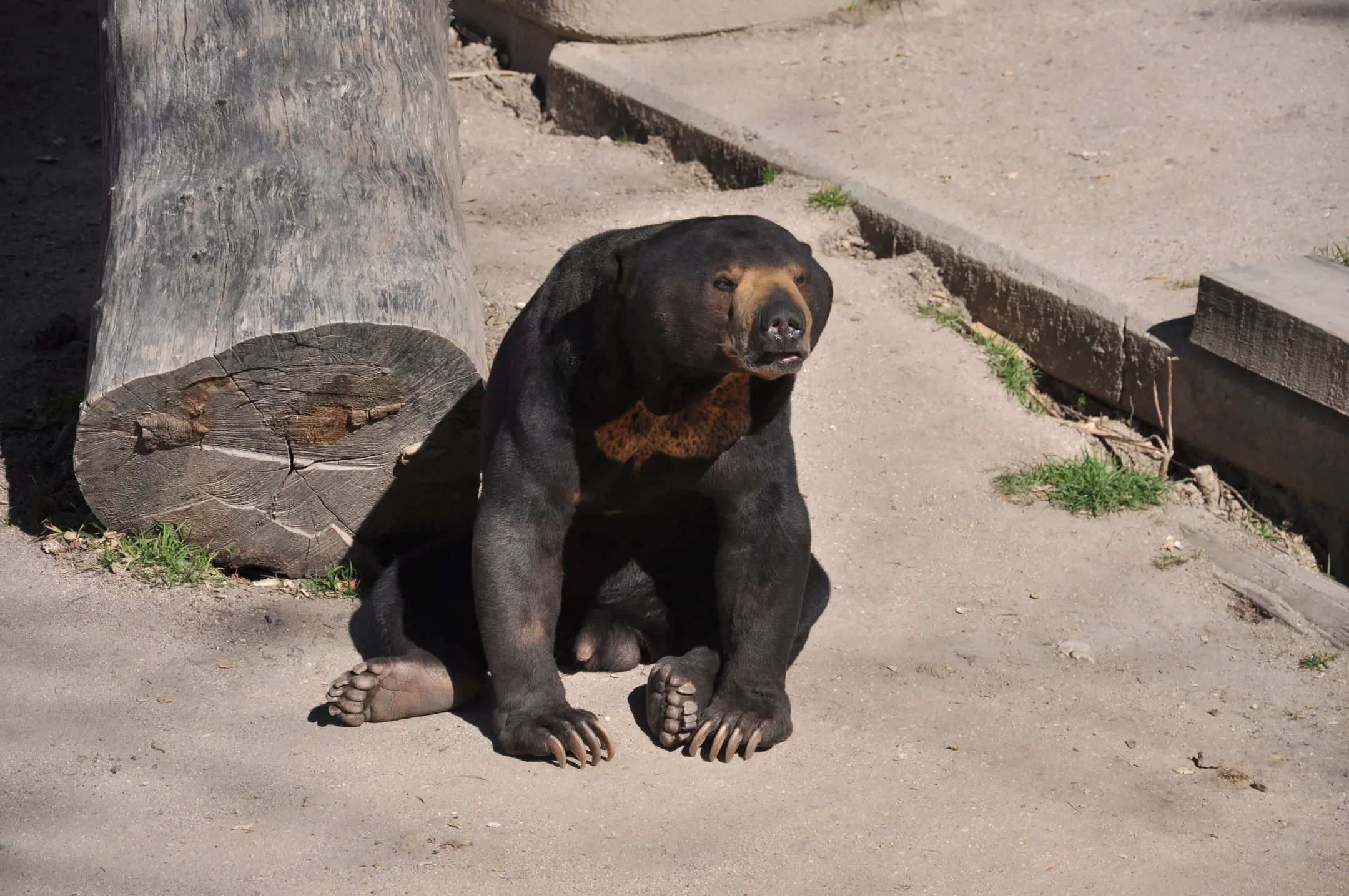 bear(0.84)