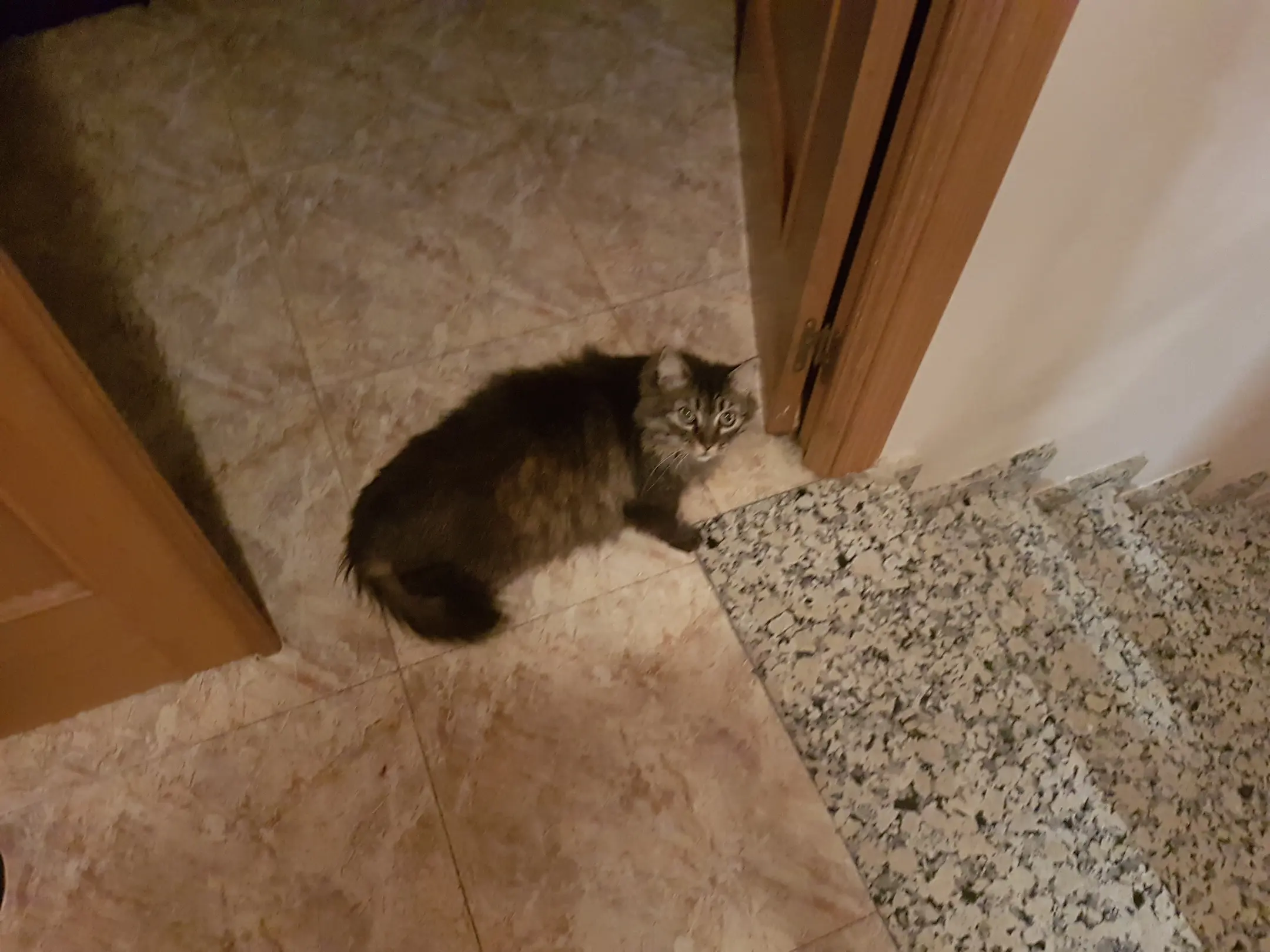 cat(0.85)