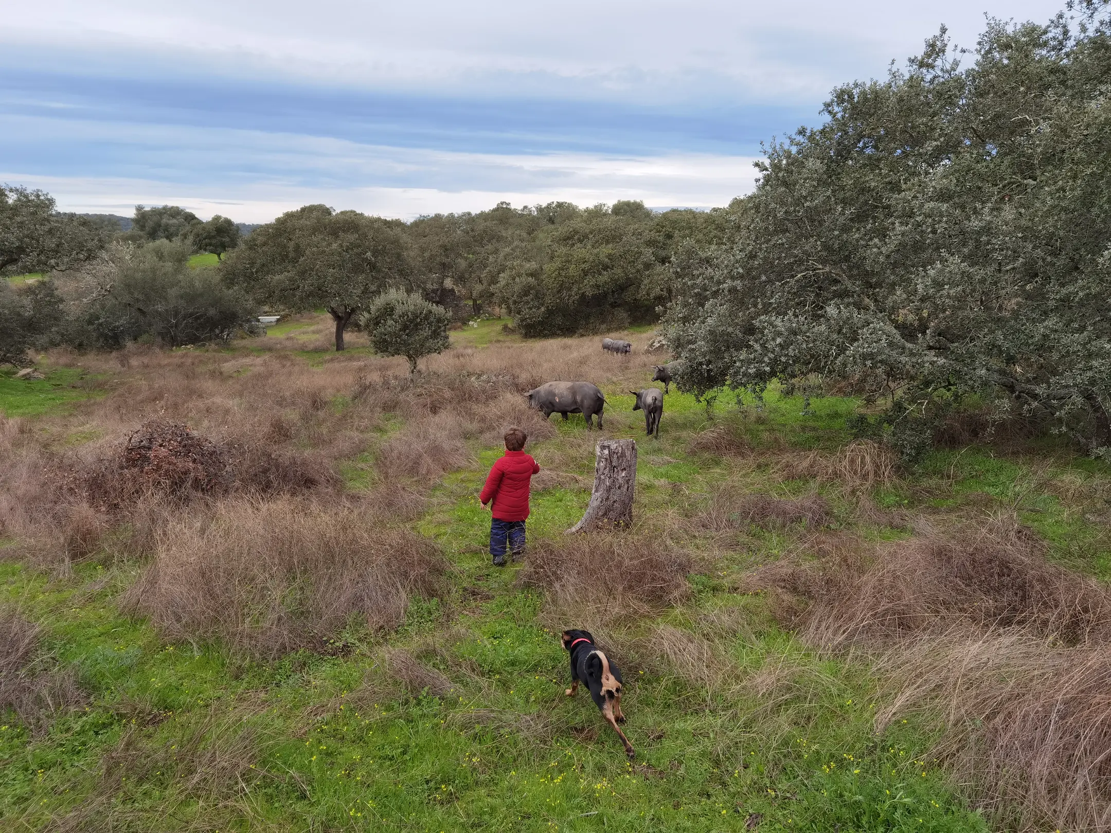 person(0.85), sheep(0.72), dog(0.66)