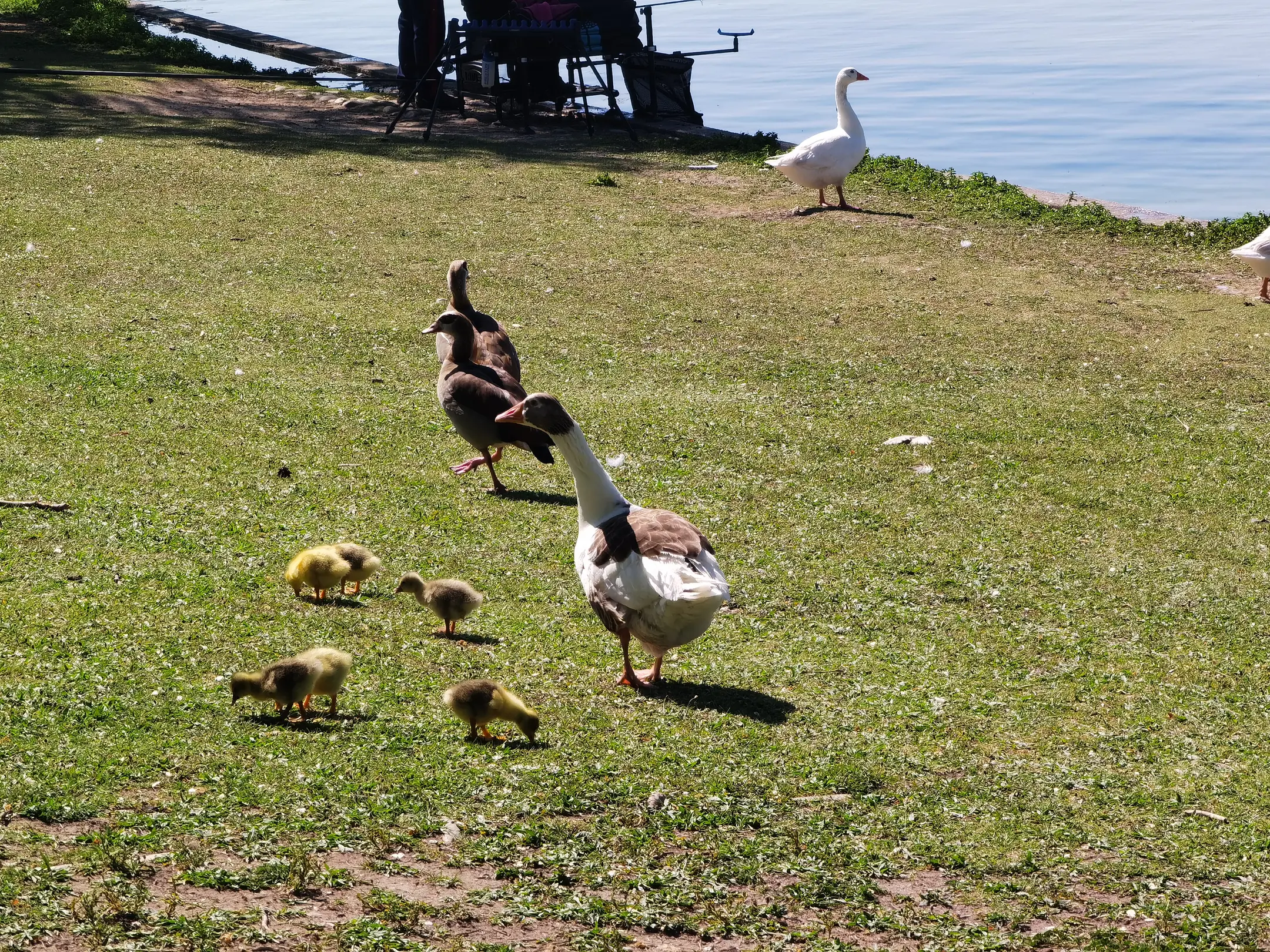 bird(0.87), bird(0.86), bird(0.76), bird(0.63), bird(0.58), bird(0.51)