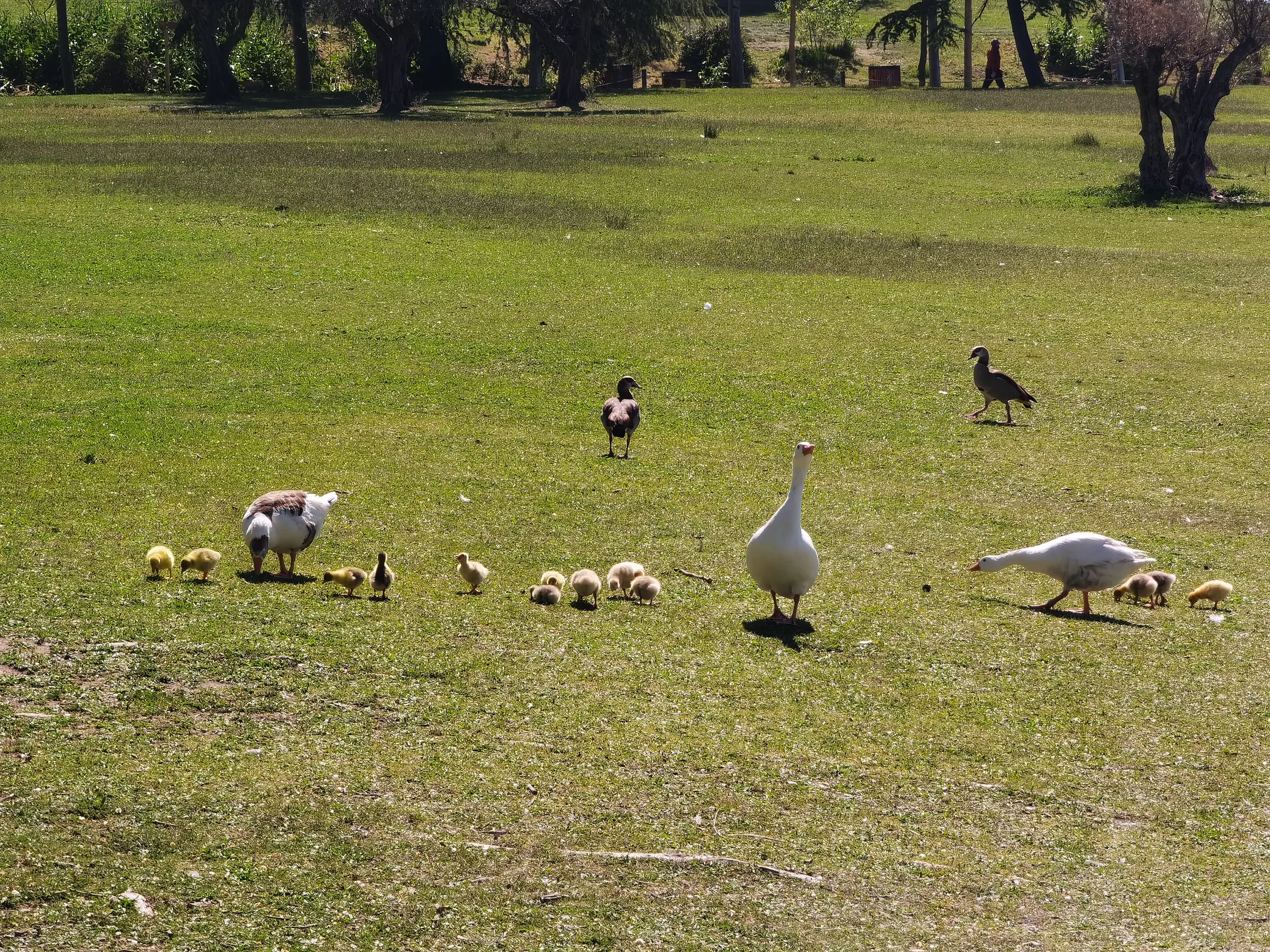 bird(0.85), bird(0.85), bird(0.78), bird(0.77), sheep(0.61), bird(0.54), bird(0.53)