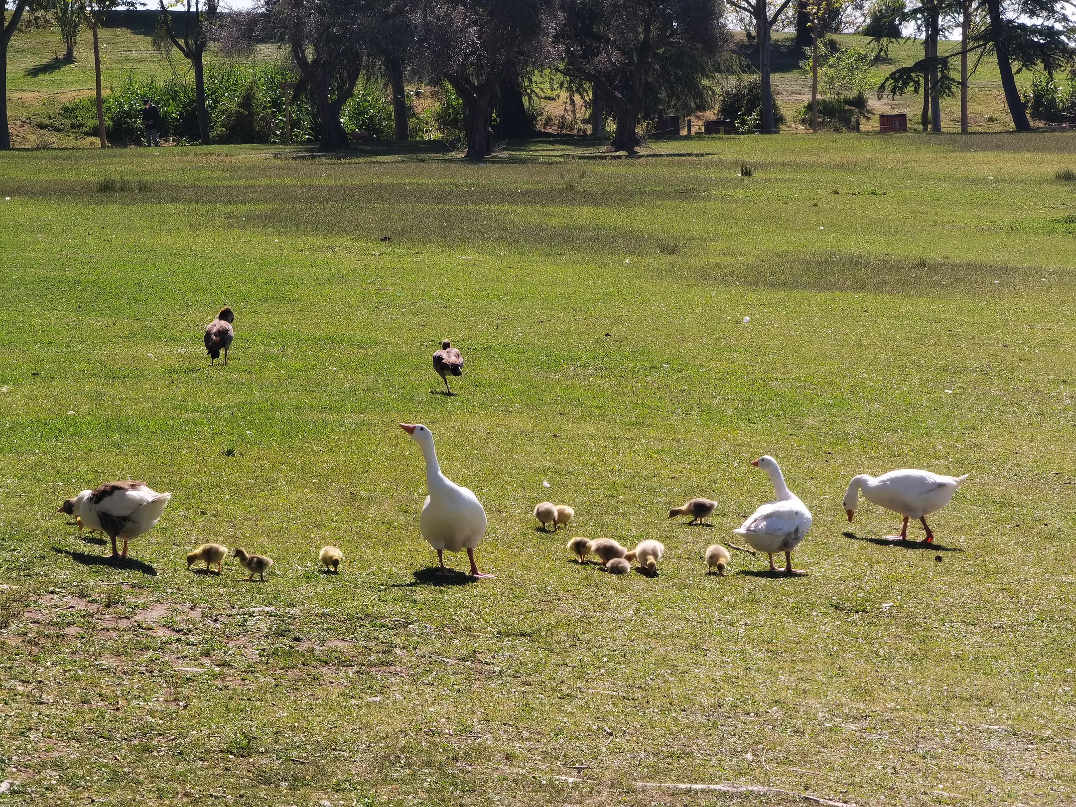 bird(0.90), bird(0.80), bird(0.77), bird(0.77), bird(0.72), bird(0.66)