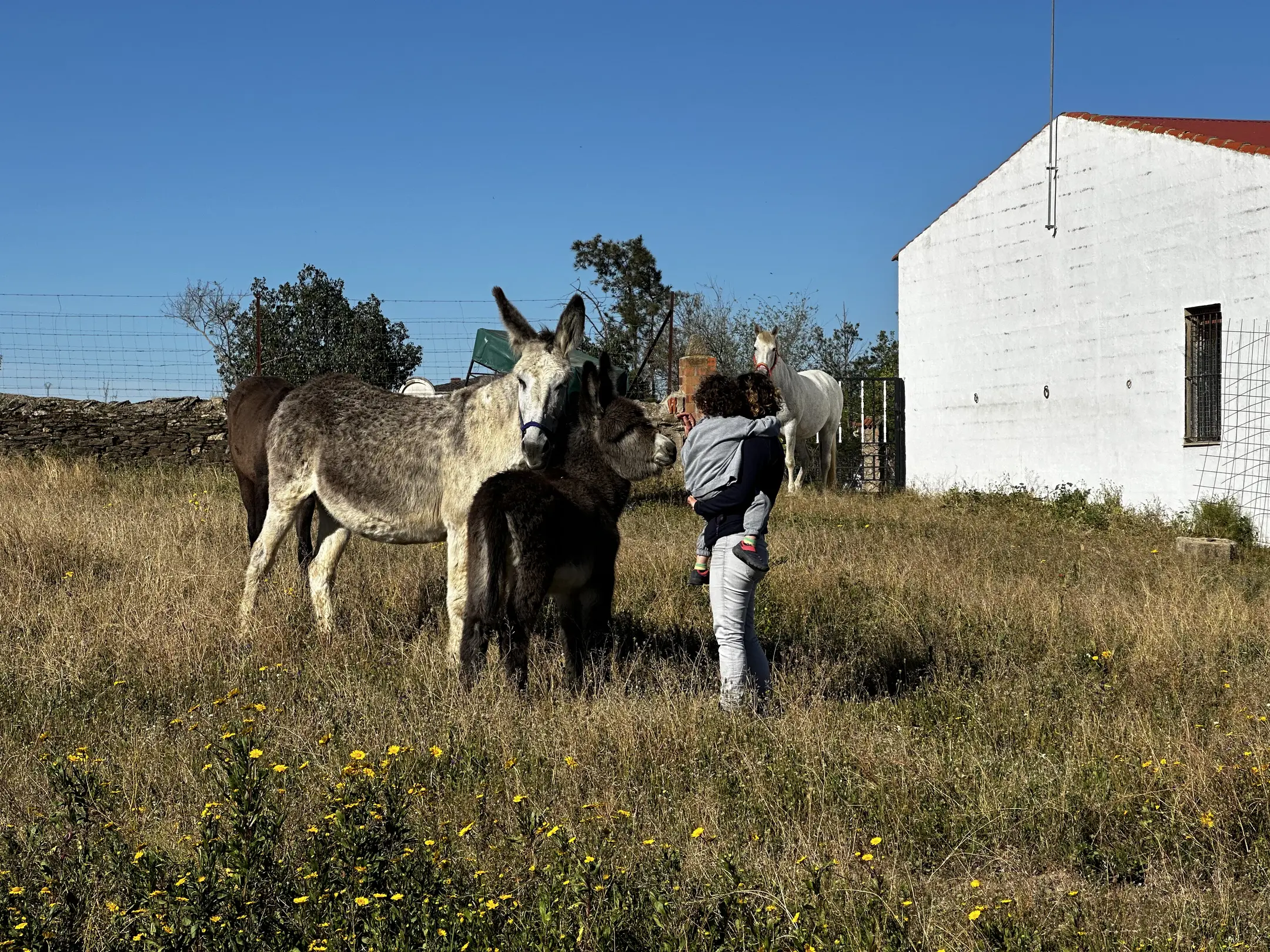 person(0.82), horse(0.79), horse(0.67)