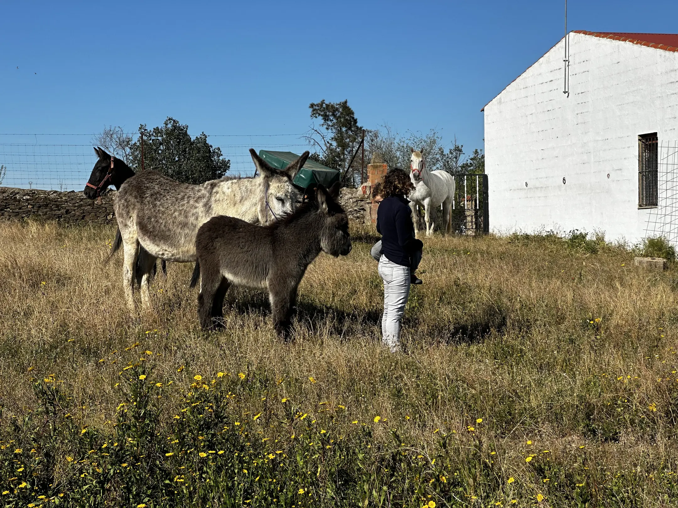 person(0.82), horse(0.81), horse(0.79), horse(0.52)