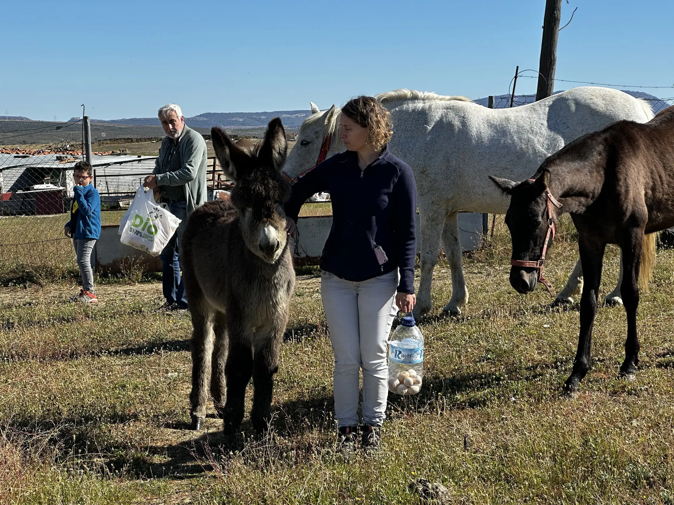 person(0.89), person(0.85), horse(0.80), person(0.72), horse(0.57), cow(0.55)