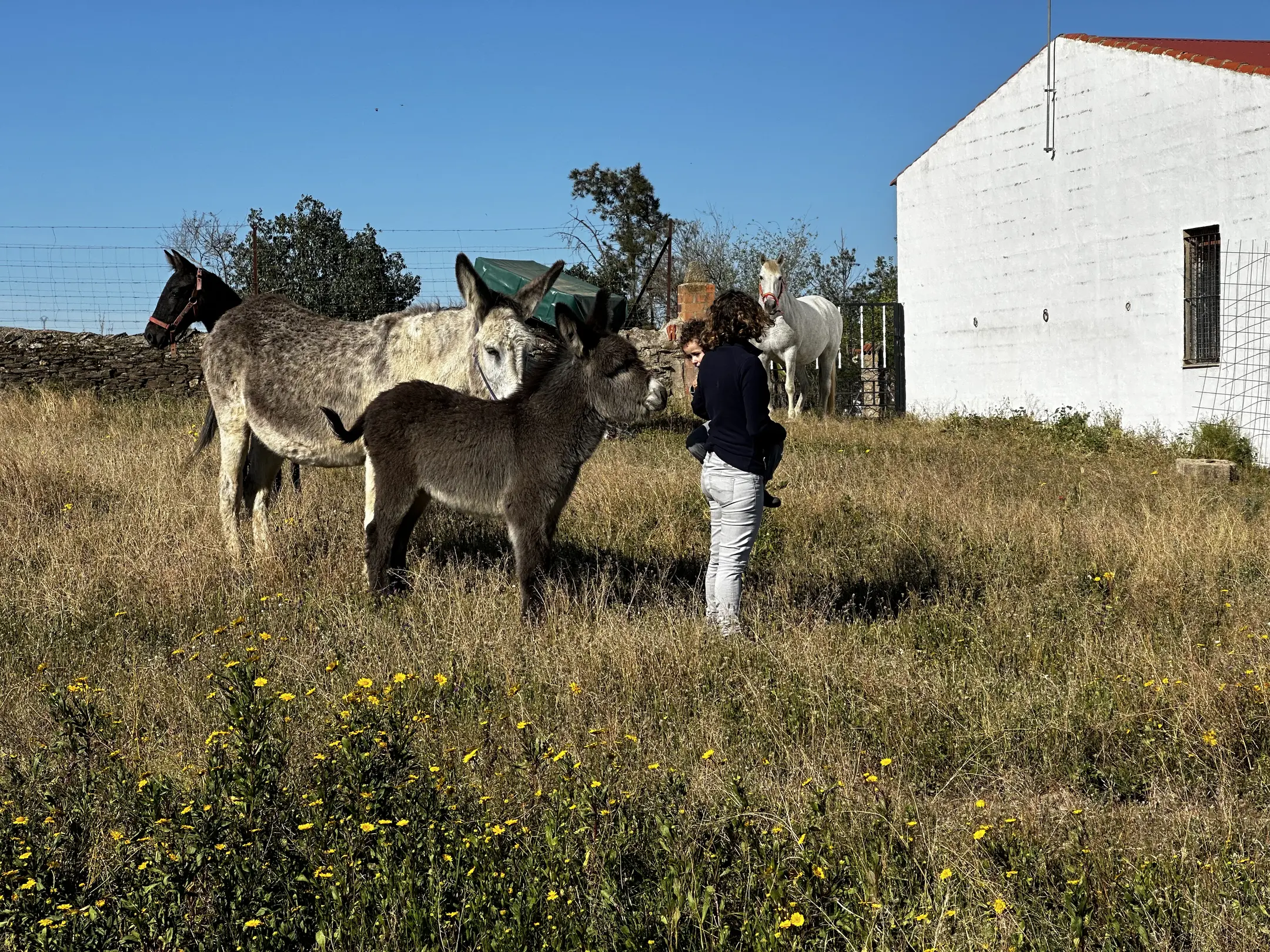 person(0.84), horse(0.80), horse(0.66)