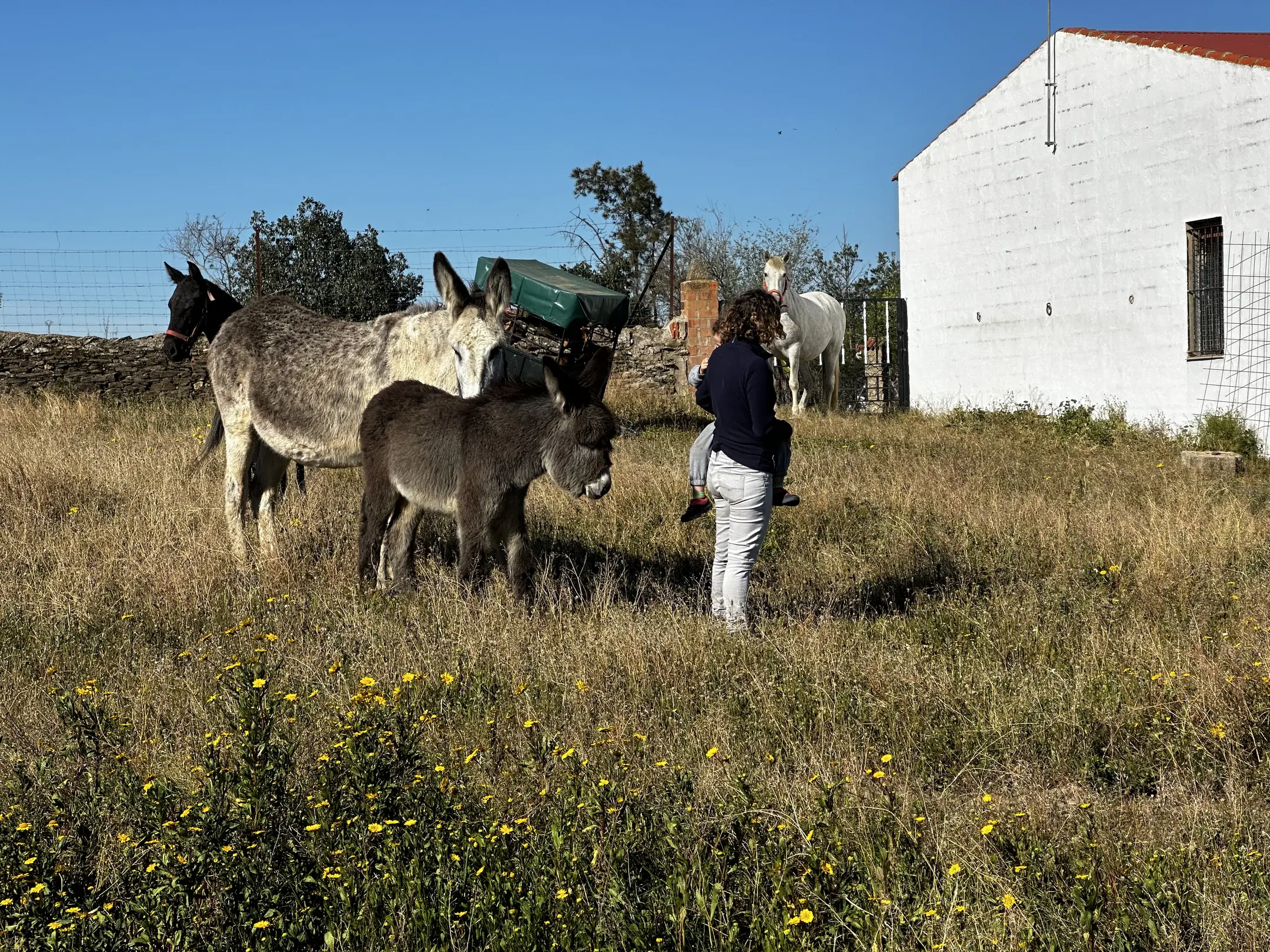 horse(0.86), person(0.84), horse(0.83)