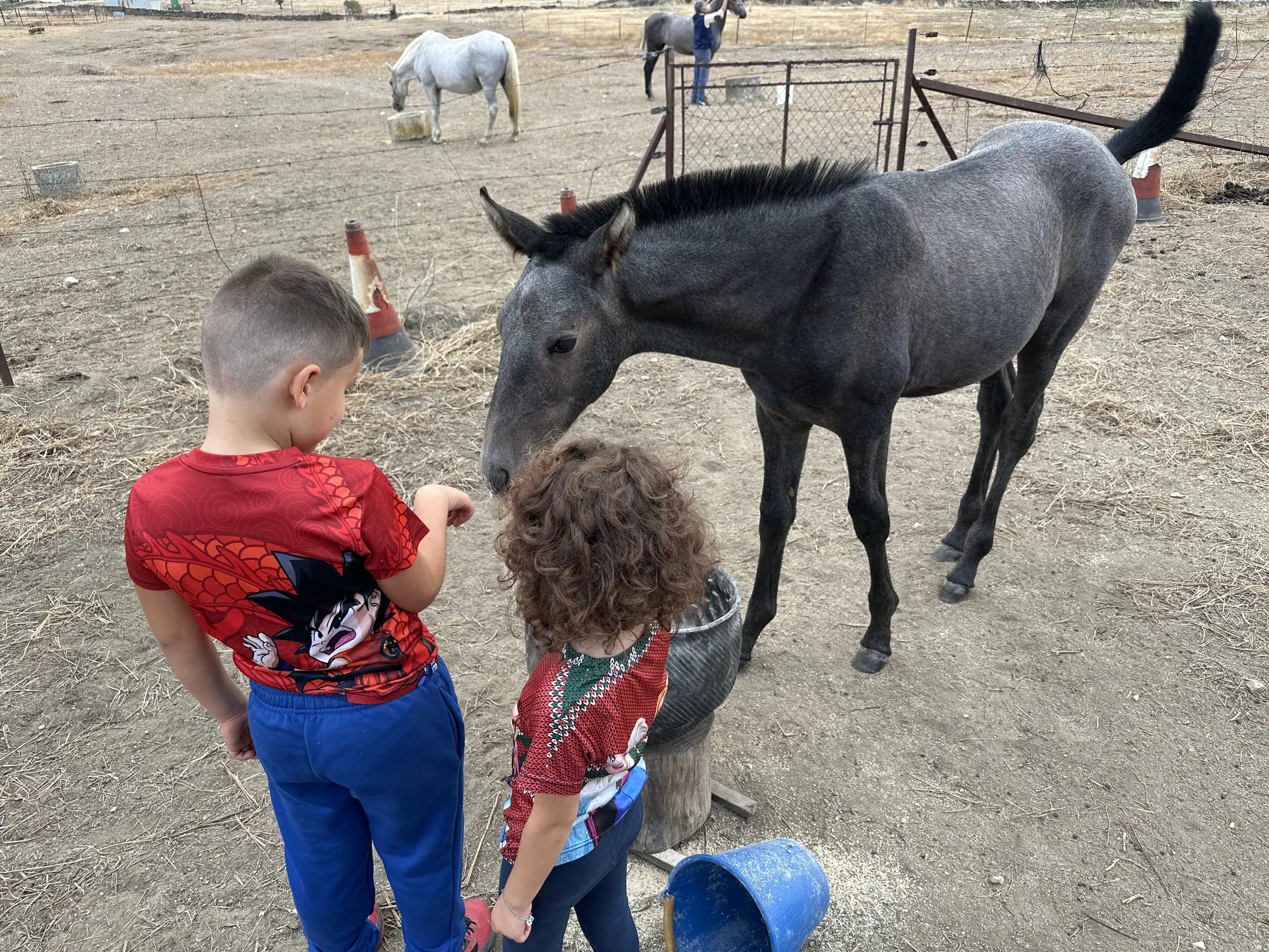 person(0.91), horse(0.88), horse(0.87), dog(0.68), horse(0.62)