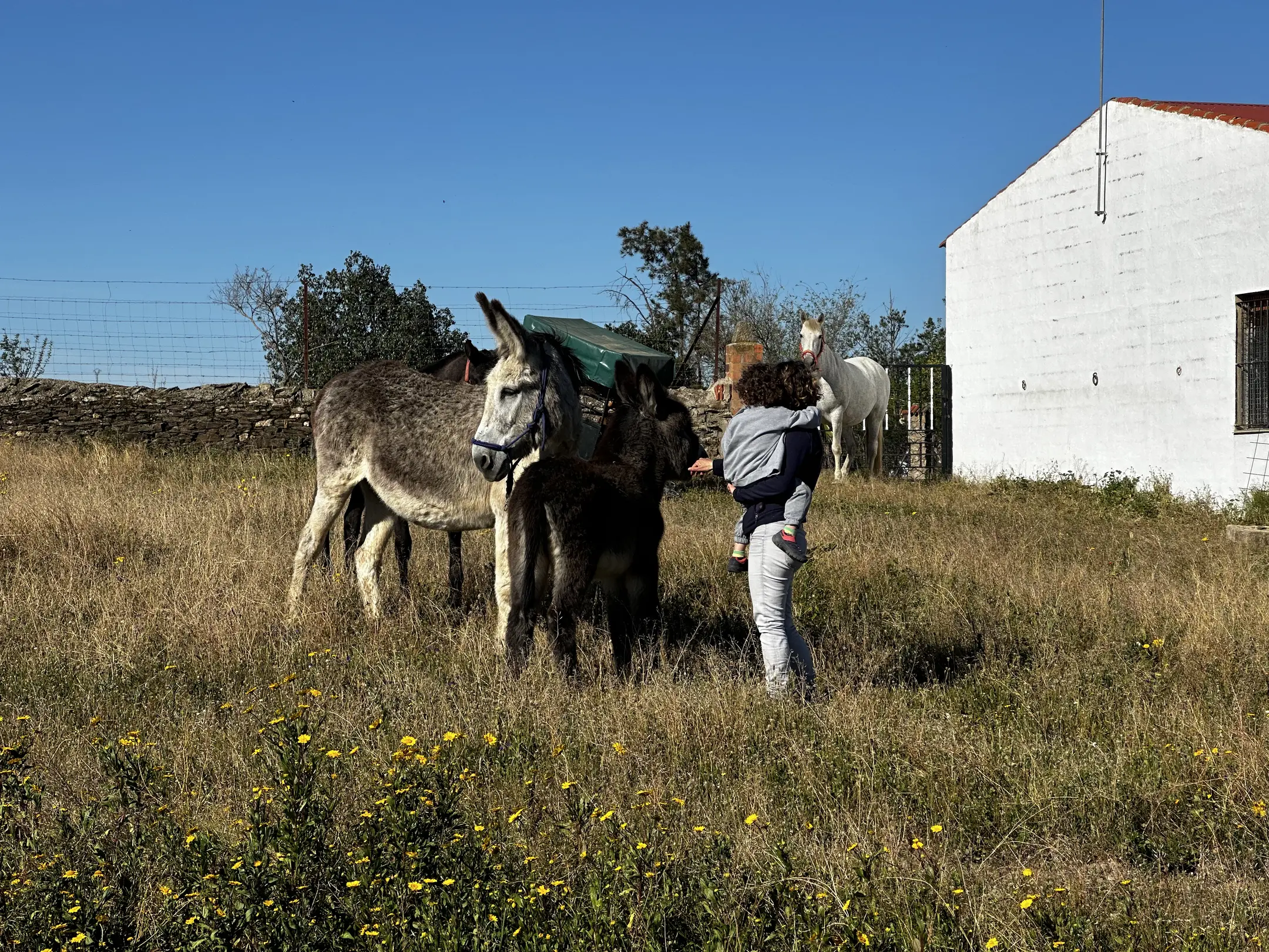 person(0.85), horse(0.77), horse(0.69)