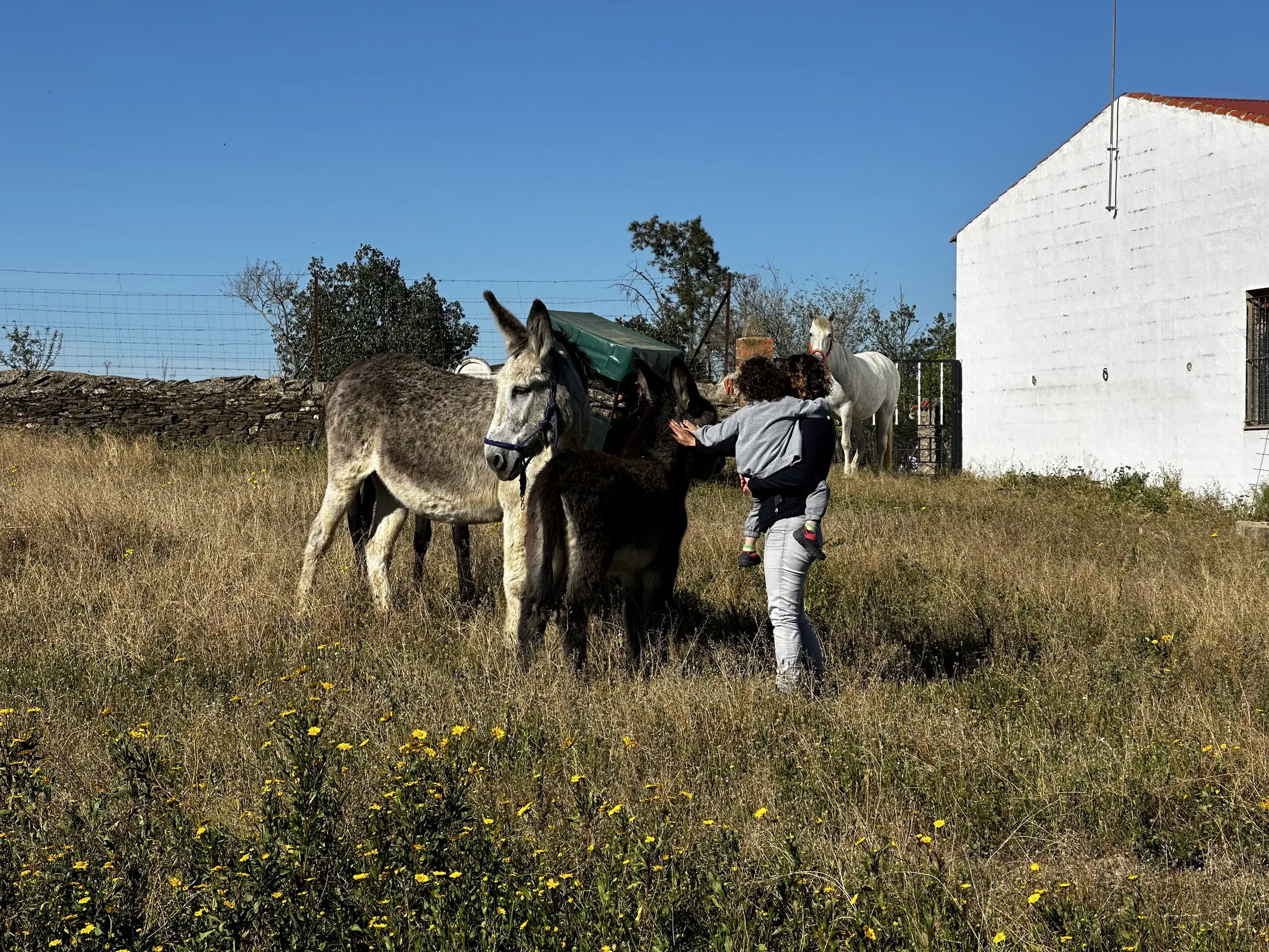 person(0.83), horse(0.56), horse(0.54)